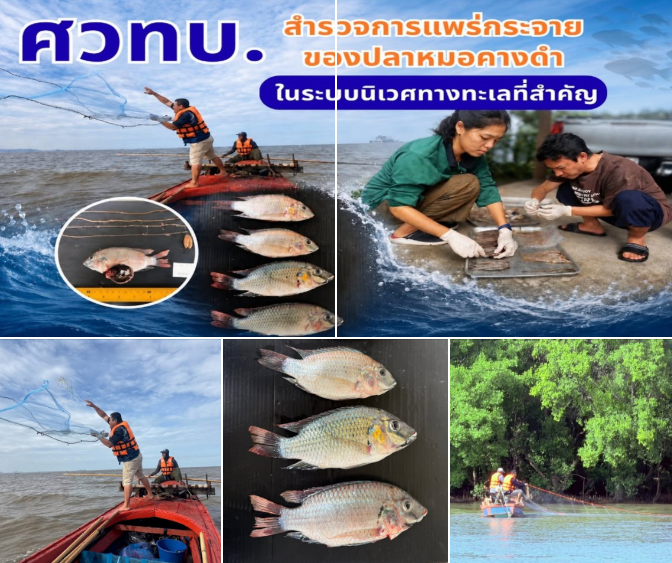 ทช. สำรวจปลาหมอคางดำ 4 จังหวัด พบ 5 ตัวในพื้นที่ปากแม่น้ำเจ้าพระยา–คลองขุนราชพินิจใจ