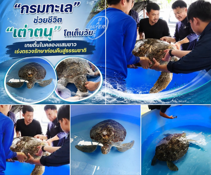 กรมทะเล ช่วยชีวิต “เต่าตนุ” โตเต็มวัย เกยตื้นในคลองแสมขาว เร่งตรวจรักษาก่อนคืนสู่ธรรมชาติ