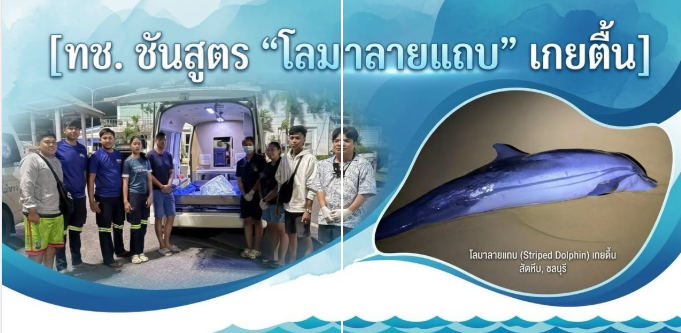ทช. ชันสูตรซากโลมาลายแถบเกยตื้น พบความผิดปกติหลายระบบ คาดป่วยจากปอดอักเสบและภาวะติดเชื้อร่วมกับการจมน้ำ