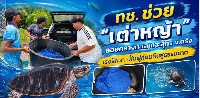 ทช. ช่วย “เต่าหญ้า” ลอยกลางทะเลเกาะสุกร จ.ตรัง เร่งรักษา–ฟื้นฟูก่อนคืนสู่ธรรมชาติ