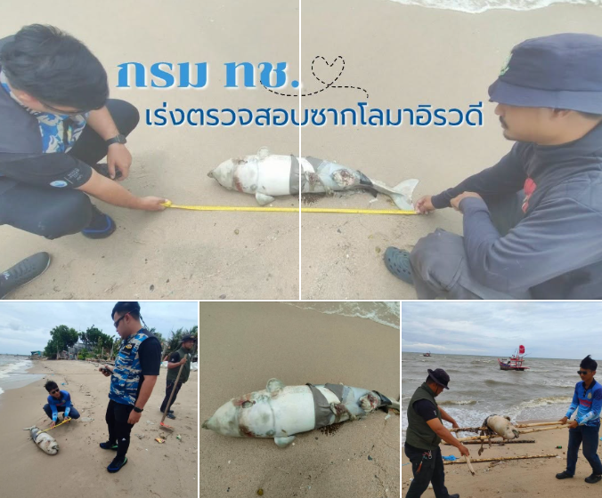 กรม ทช. เร่งตรวจสอบซากโลมาอิรวดีเกยตื้น