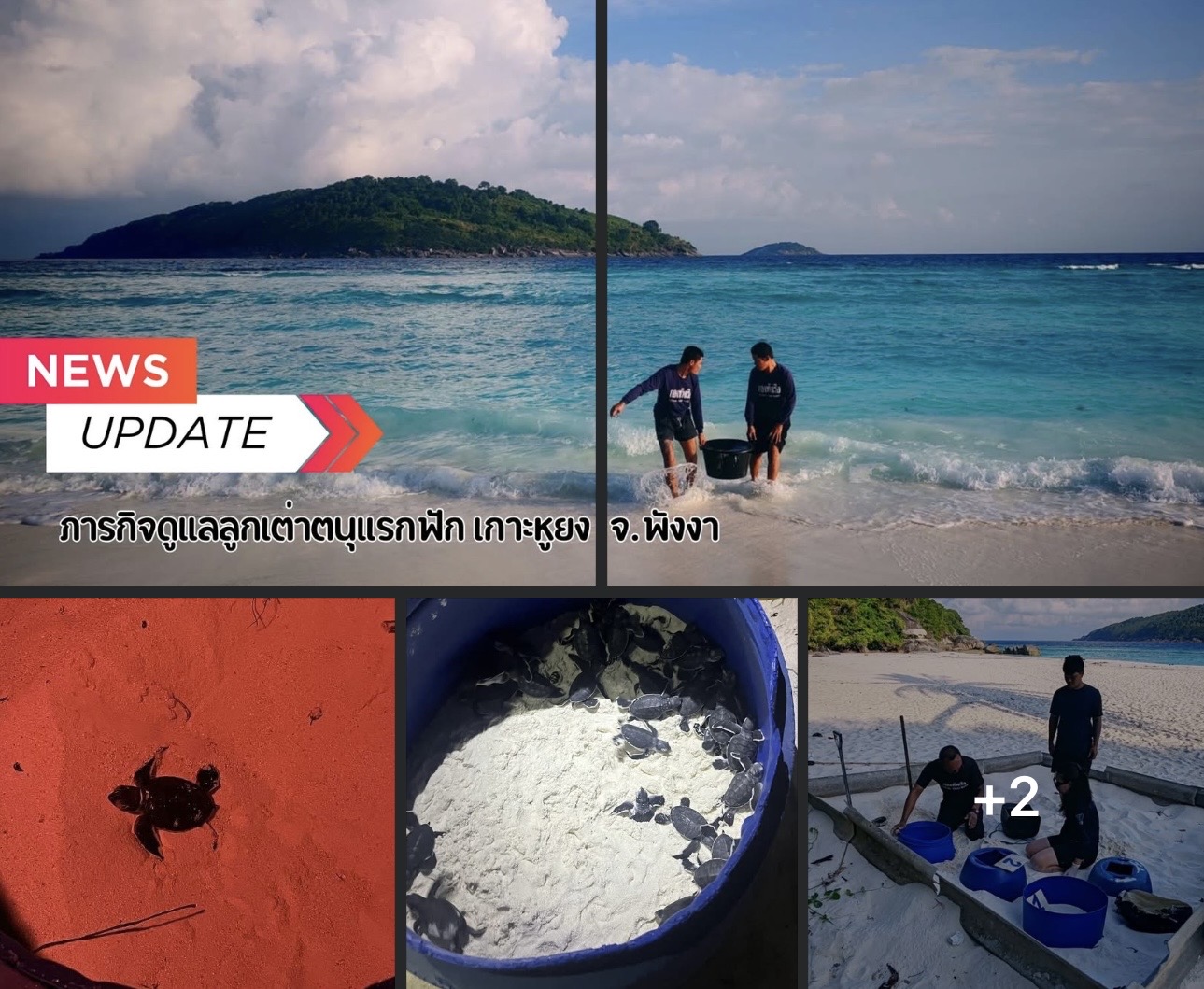 กรมทะเล ตรวจสุขภาพลูกเต่าทะเลแรกฟัก เกาะหูยง จ.พังงา