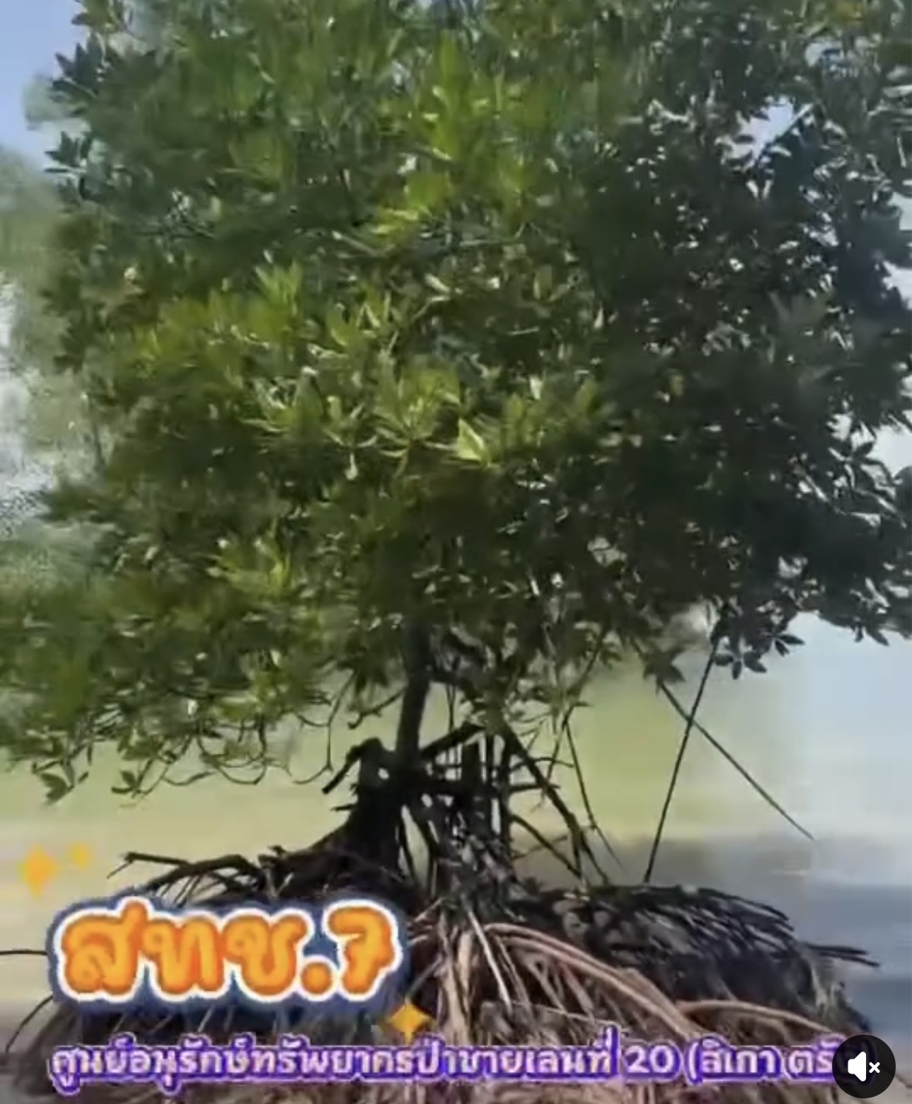 กรมทะเล เสริมแนวป้องกันป่าชายเลน ด้วย Smart Mangrove Patrol