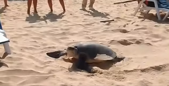 ข่าวดีจากทะเลอันดามัน! พบแม่เต่าหญ้าขึ้นวางไข่ที่หาดกะรน จังหวัดภูเก็ต