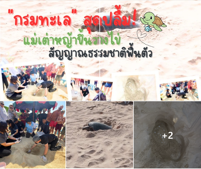 กรม ทช. ประกาศข่าวดีจากทะเลอันดามัน! พบแม่เต่าหญ้าขึ้นวางไข่ที่หาดกะรน จ.ภูเก็ต