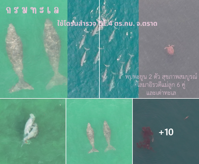 กรมทะเล ใช้โดรนสำรวจ 51.4 ตร.กม. จ.ตราด พบพะยูน 2 ตัว สุขภาพสมบูรณ์–โลมาอิรวดีแม่ลูก 6 คู่ และเต่าทะเล