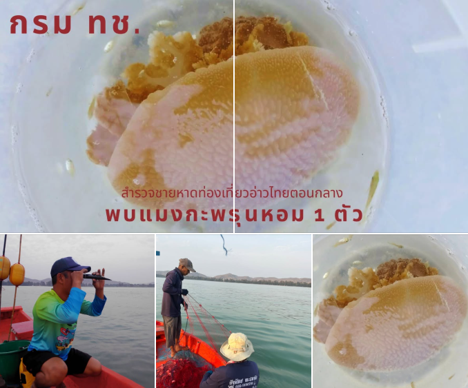 กรม ทช. สำรวจชายหาดท่องเที่ยวอ่าวไทยตอนกลาง พบแมงกะพรุนหอม 1 ตัว ที่หัวหิน