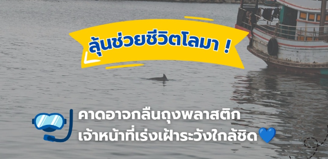 ลุ้นช่วยชีวิตโลมา! พบว่ายวนชายฝั่งชะอำ คาดอาจกลืนถุงพลาสติก – เจ้าหน้าที่เร่งเฝ้าระวังใกล้ชิด