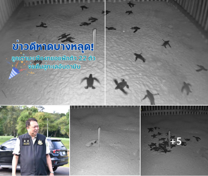 ข่าวดีหาดบางหลุด! ลูกเต่ามะเฟืองทยอยฟักตัว 22 ตัว จ่อคืนสู่ทะเลอันดามัน