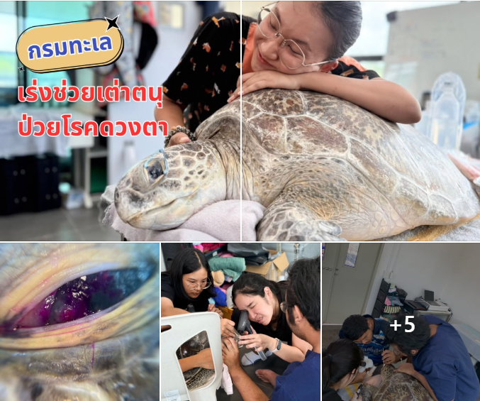 กรมทะเล เร่งช่วยเต่าตนุป่วยโรคดวงตา เย็บปิดเปลือกตา เพิ่มโอกาสฟื้นตัว