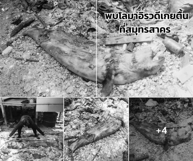 พบโลมาอิรวดีเกยตื้นที่สมุทรสาคร สภาพซากเน่าเสีย เร่งนำไปจัดการซากอย่างถูกต้องเหมาะสม