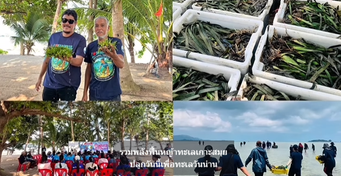 ทช. เดินหน้า “คืนชีพหญ้าทะเลเกาะสมุย” รวมพลัง ฟื้นฟูระบบนิเวศทะเลไทย สร้างอนาคตยั่งยืน