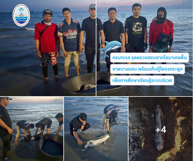 กรมทะเล รุดตรวจสอบซากโลมาเกยตื้น พร้อมเก็บกู้โครงกระดูกเพื่อการศึกษาเรียนรู้ระบบนิเวศ