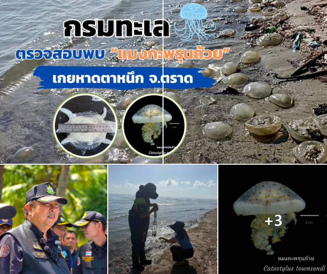 กรมทะเล ตรวจสอบพบ “แมงกะพรุนถ้วย” เกยหาดตาหนึก จ.ตราด