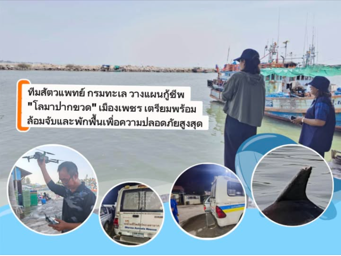 ทีมสัตวแพทย์ กรมทะเล วางแผนกู้ชีพ "โลมาปากขวด" เมืองเพชร เตรียมพร้อมล้อมจับและพักฟื้นเพื่อความปลอดภัยสูงสุด