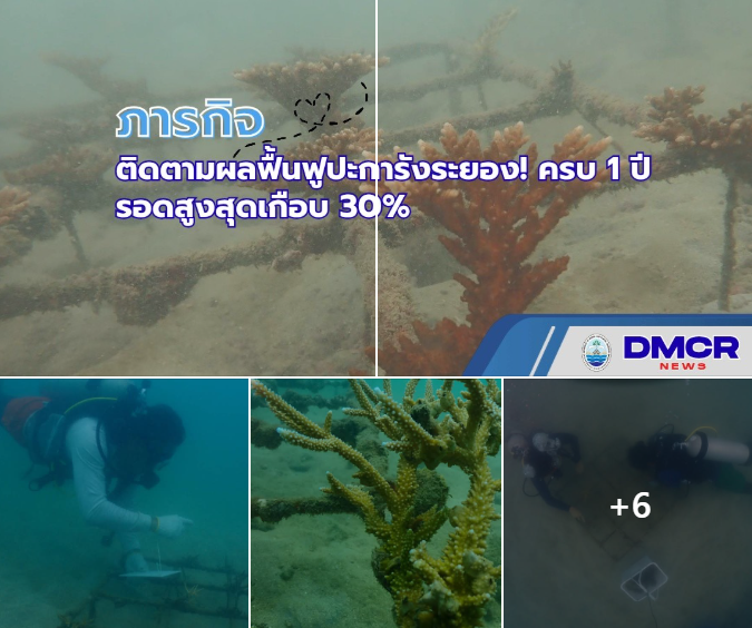 ทช. ติดตามผลฟื้นฟูปะการังระยอง! ครบ 1 ปี “เขากวาง” รอดสูงสุดเกือบ 30% เร่งปลูกซ่อม-แก้ตะกอนทับถม