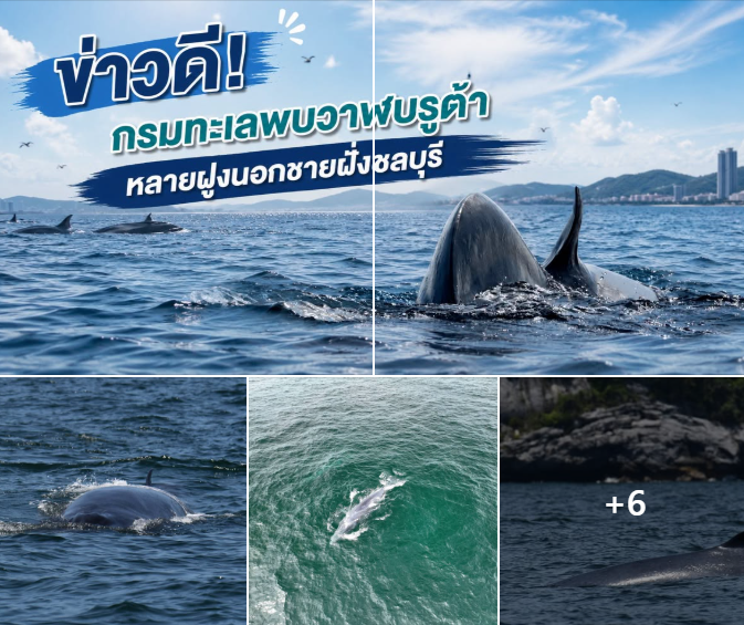 ข่าวดี! กรมทะเลพบวาฬบรูด้าหลายฝูงนอกชายฝั่งชลบุรี ติดตาม “เจ้าบางแสน” ได้อีกครั้ง สะท้อนความอุดมสมบูรณ์ของทะเลไทย