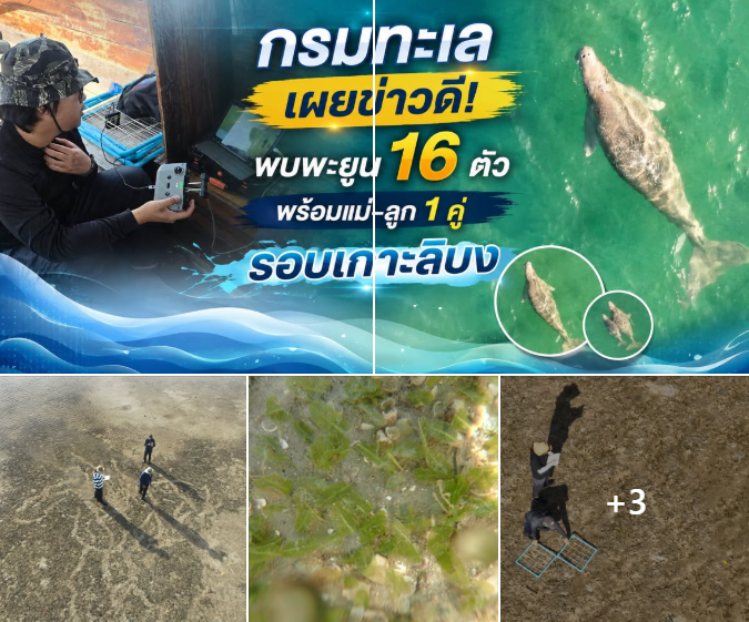 ข่าวดีจากทะเลตรัง! กรมทะเลพบพะยูน 16 ตัว พร้อมแม่–ลูก 1 คู่ และสัตว์ทะเลหายากรวมกว่า 77 ตัว