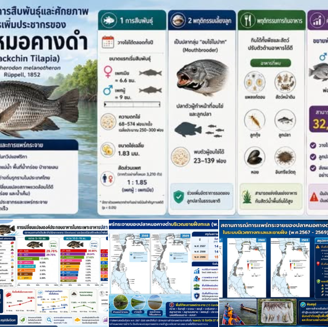 กรมทรัพยากรทางทะเลและชายฝั่ง ดำเนินการสำรวจและติดตามการแพร่กระจายของปลาหมอคางดำในพื้นที่ 24 จังหวัดชายฝั่งทะเล ทั้งฝั่งอ่าวไทยและทะเลอันดามัน