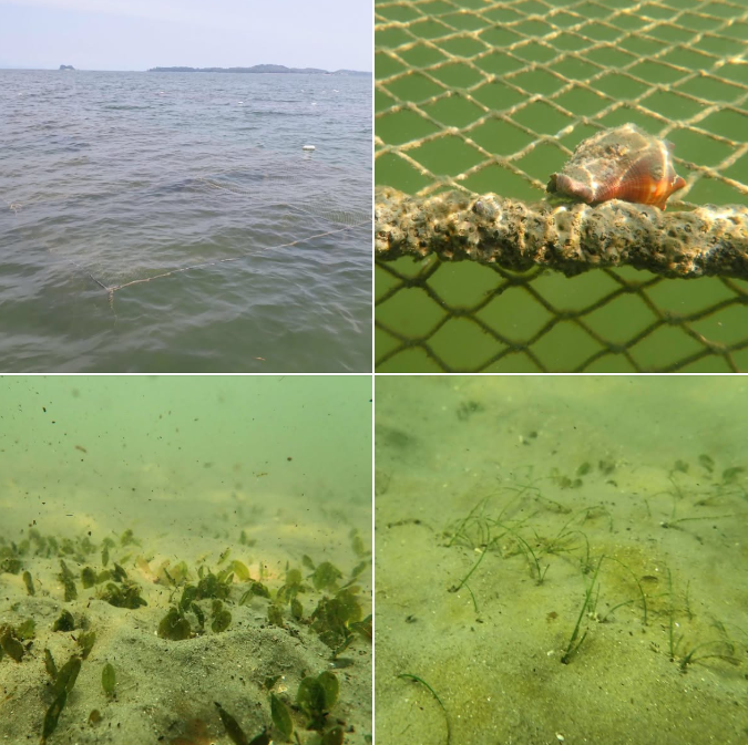 กรมทะเล เร่งติดตามฟื้นฟูแหล่งหญ้าทะเลหาดเจ้าอูฐ จ.กระบี่ หลังพายุซัดกระทบโครงสร้างล้อมคอก เดินหน้าประเมินต่อเนื่องเพื่อฟื้นฟูระบบนิเวศอย่างยั่งยืน
