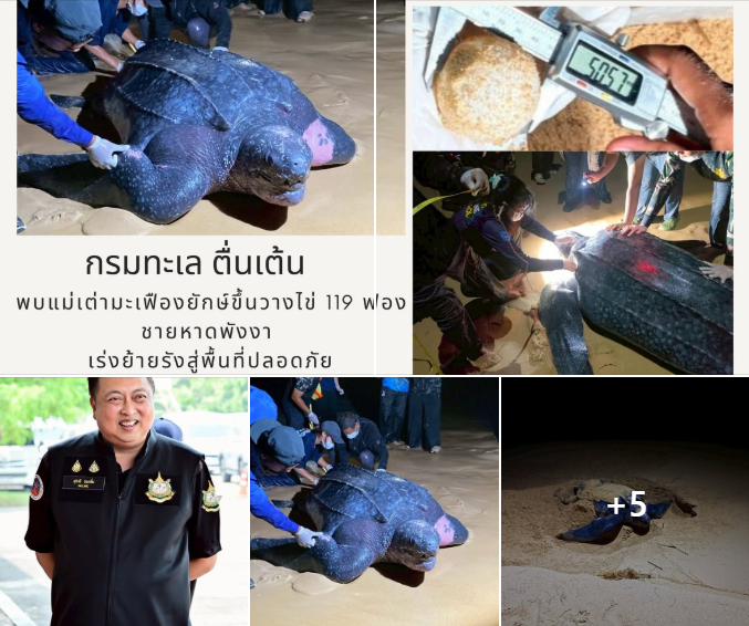 กรมทะเล ขับเคลื่อนนโยบาย รมว.ทส. สั่งเดินหน้าเฝ้าระวัง–อนุรักษ์ “เต่ามะเฟือง” หลังพบวางไข่ 119 ฟอง หาดท้ายเหมือง