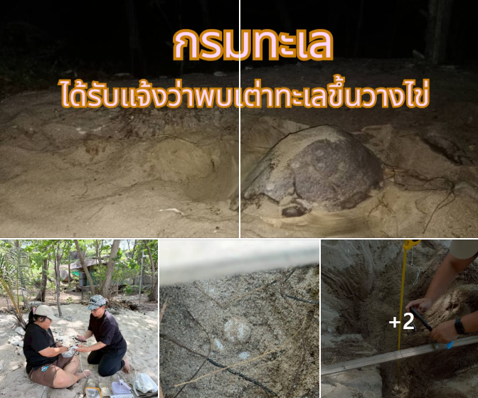 กรมทะเลชายฝั่ง ได้รับแจ้งว่าแม่เต่ากระวางไข่วันเต่าโลก บริเวณหาดท้องหนัน ต.มะเร็ต อ.เกาะสมุย จ.สุราษฎร์ธานี