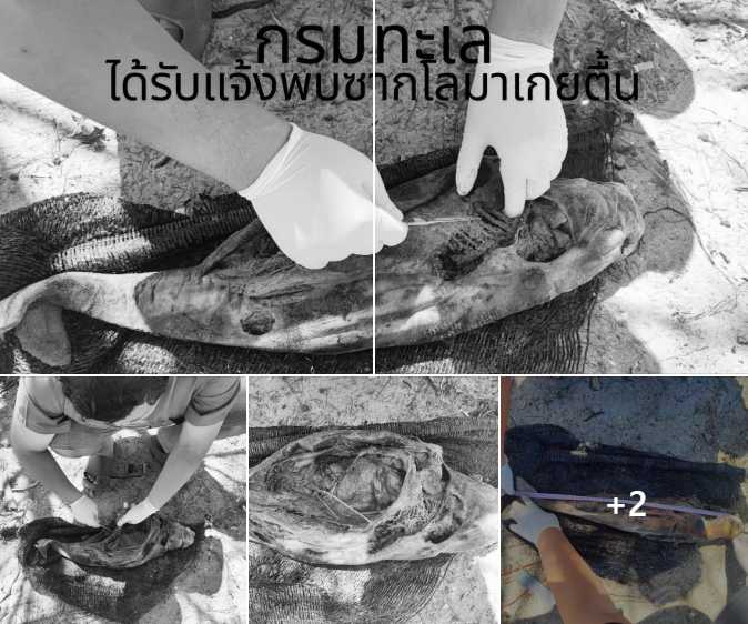 กรมทะเลชายฝั่ง ได้รับแจ้งจากคุณหนึ่ง​ นักตกปลาจังหวัดเพชรบุรี​ เรื่องพบซากโลมาเกยตื้น บริเวณชายหาด หาดทรายเม็ดแรกจังหวัด​เพชรบุรี
