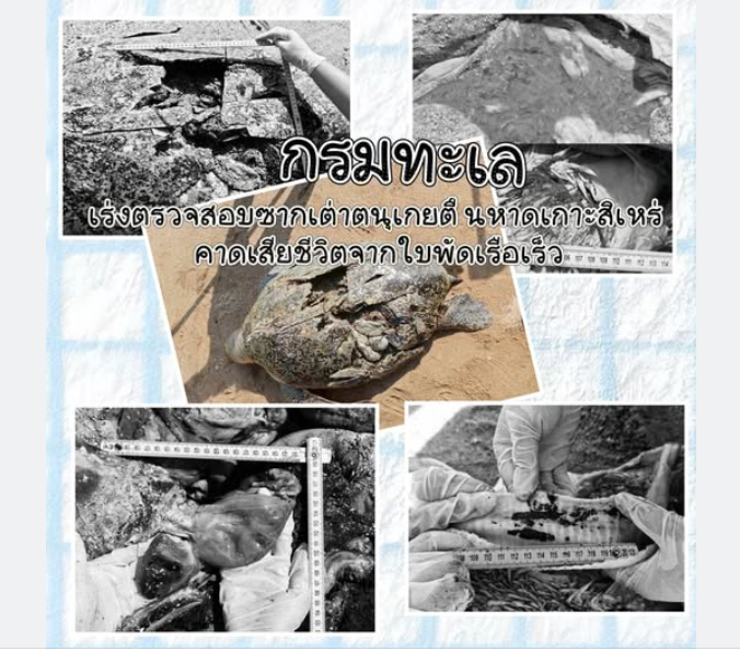 กรมทะเล เร่งตรวจสอบซากเต่าตนุเกยตื้นหาดเกาะสิเหร่ คาดเสียชีวิตจากใบพัดเรือเร็ว