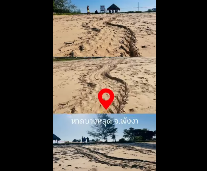 นาทีสำคัญของธรรมชาติ! แม่เต่ามะเฟืองขึ้นวางไข่ที่หาดบางหลุด จ.พังงา มาลุ้นพร้อมกัน…รังนี้จะมีกี่ฟอง?