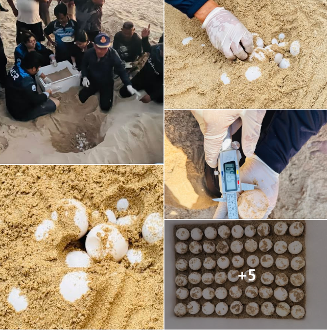 ข่าวดีจากทะเลอันดามัน! กรมทะเล เผย“แม่เต่ามะเฟือง” ขึ้นวางไข่ที่หาดบางหลุด จ.พังงา