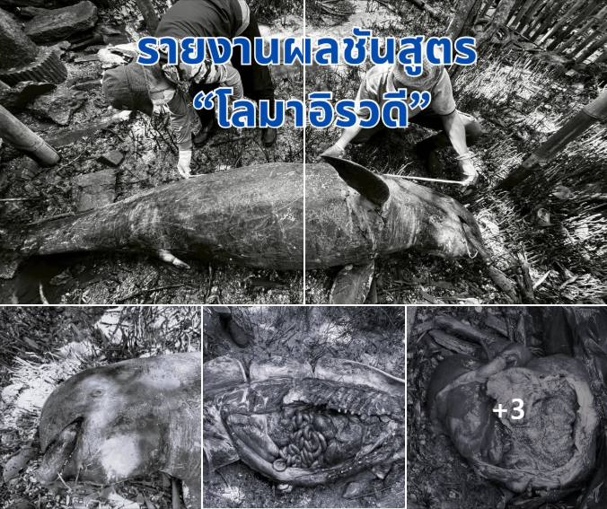 กรมทะเล รายงานผลชันสูตร “โลมาอิรวดี” เกยตื้นสมุทรสาคร คาดติดเครื่องมือประมงโดยบังเอิญ