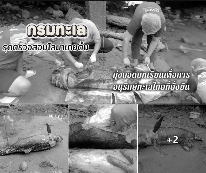 กรมทะเล รุดตรวจสอบโลมาเกยตื้น มุ่งถอดบทเรียนเพื่อการอนุรักษ์ทะเลไทยที่ยั่งยืน