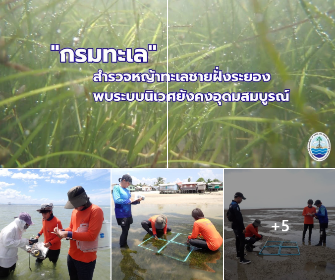 กรมทะเล สำรวจหญ้าทะเลชายฝั่งระยอง พบระบบนิเวศยังคงอุดมสมบูรณ์