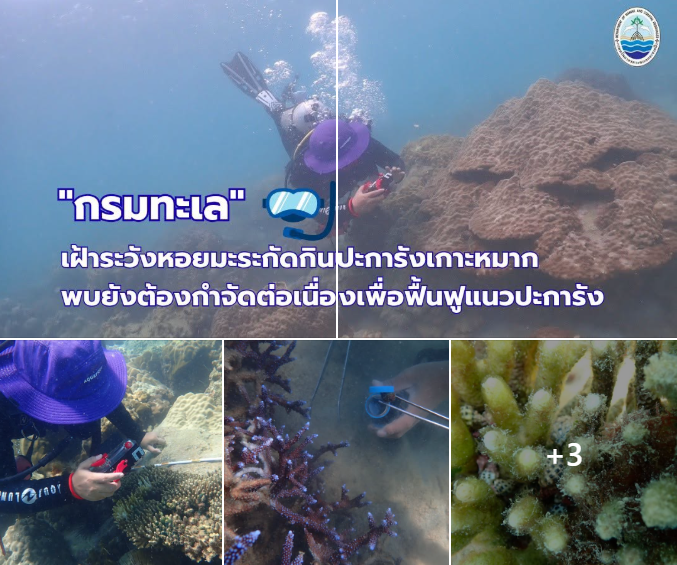 กรมทะเล เฝ้าระวังหอยมะระกัดกินปะการังเกาะหมาก พบยังต้องกำจัดต่อเนื่องเพื่อฟื้นฟูแนวปะการัง