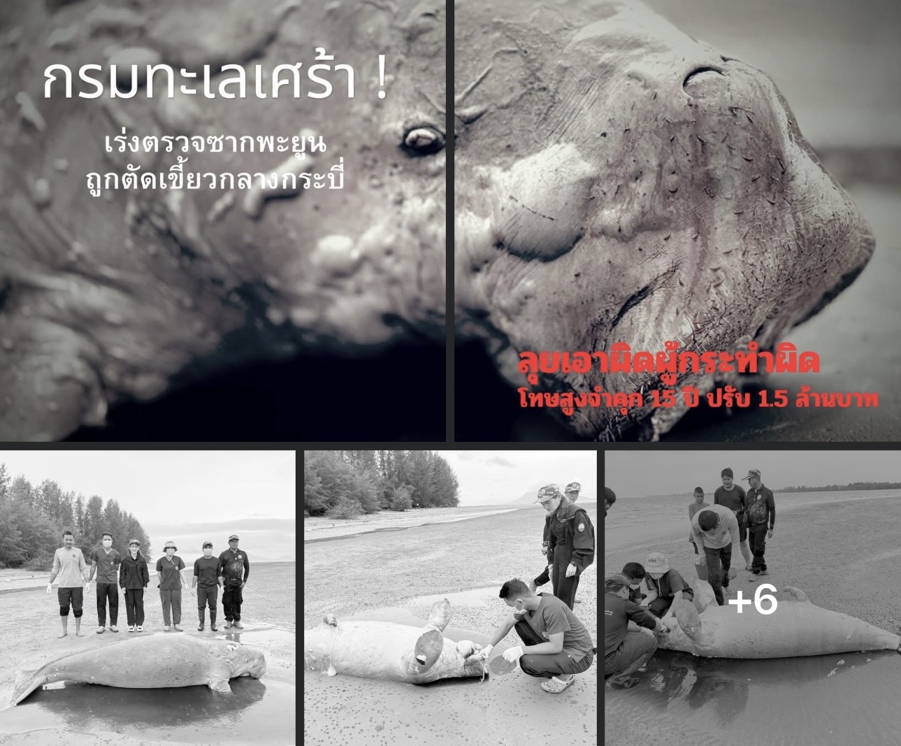 กรมทะเลเศร้า! เร่งตรวจซากพะยูนถูกตัดเขี้ยวกลางกระบี่ ลุยเอาผิดผู้กระทำผิด โทษสูงจำคุก 15 ปี ปรับ 1.5 ล้านบาท