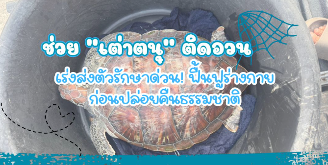 กรม ทช. รับแจ้งช่วยเหลือ "เต่าตนุวัยรุ่น" ติดอวน เร่งส่งตัวรักษา! ก่อนปล่อยคืนธรรมชาติ