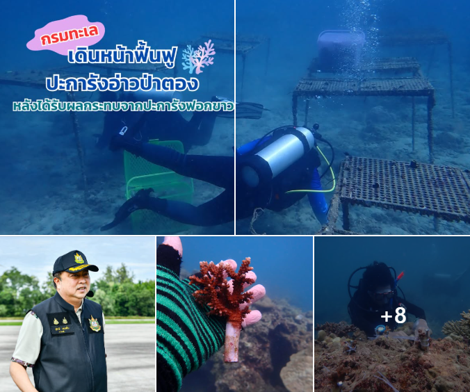 กรมทะเล เดินหน้าฟื้นฟูแนวปะการังอ่าวป่าตอง หลังได้รับผลกระทบจากปะการังฟอกขาว