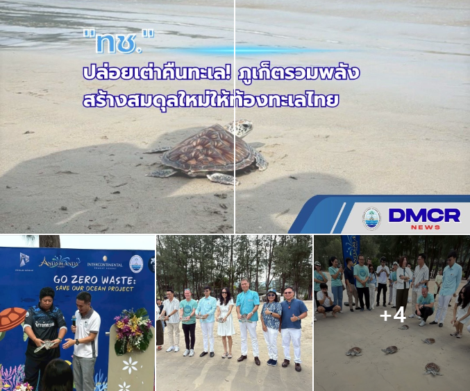 ทช. ปล่อยเต่าคืนทะเล! ภูเก็ตรวมพลัง สร้างสมดุลใหม่ให้ท้องทะเลไทย