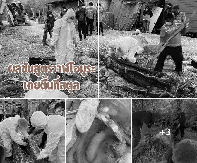 กรมทะเล เผยผลชันสูตรวาฬโอมูระเกยตื้นที่สตูล คาดป่วยและพลัดหลงจากแม่ก่อนจมน้ำเสียชีวิต