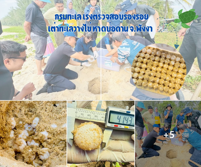 กรมทะเลฯ เร่งตรวจสอบร่องรอยเต่าทะเลวางไข่ หาดบ่อดาน จ.พังงา ย้ายหลุมฟักสู่พื้นที่ปลอดภัย
