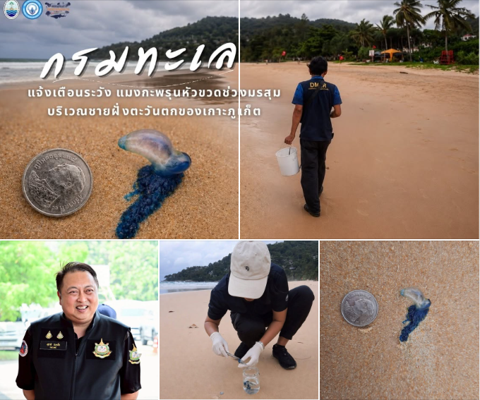 รมว.สุชาติ ห่วงความปลอดภัยนักท่องเที่ยว มอบหมาย ทช. เฝ้าระวังแมงกะพรุนหัวขวดเกยตื้นหาดกะรน ช่วงมรสุม