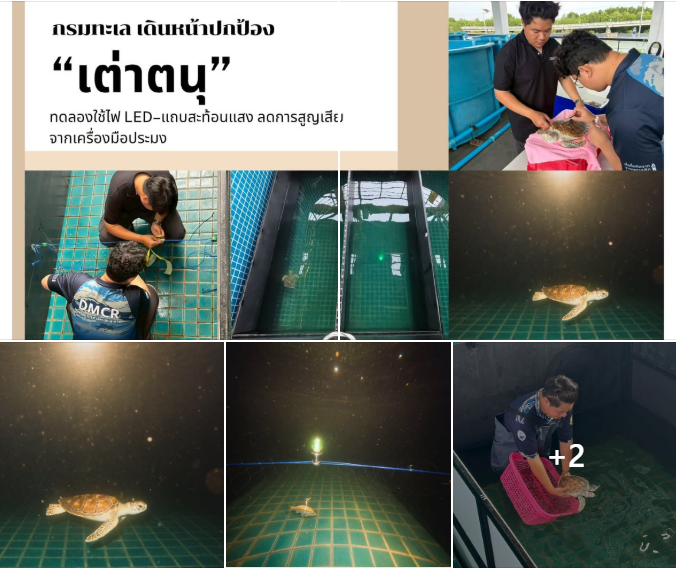 กรมทะเล เดินหน้าปกป้อง “เต่าตนุ” ทดลองใช้ไฟ LED–แถบสะท้อนแสง ลดการสูญเสียจากเครื่องมือประมง