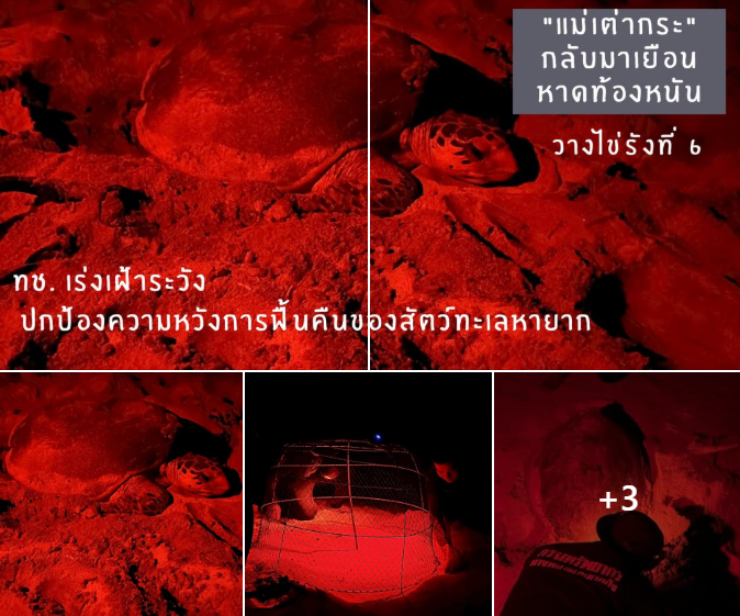 แม่เต่ากระ กลับมาเยือนหาดท้องหนัน วางไข่รังที่ 6 ทช. เร่งเฝ้าระวัง ปกป้องความหวังการฟื้นคืนของสัตว์ทะเลหายาก