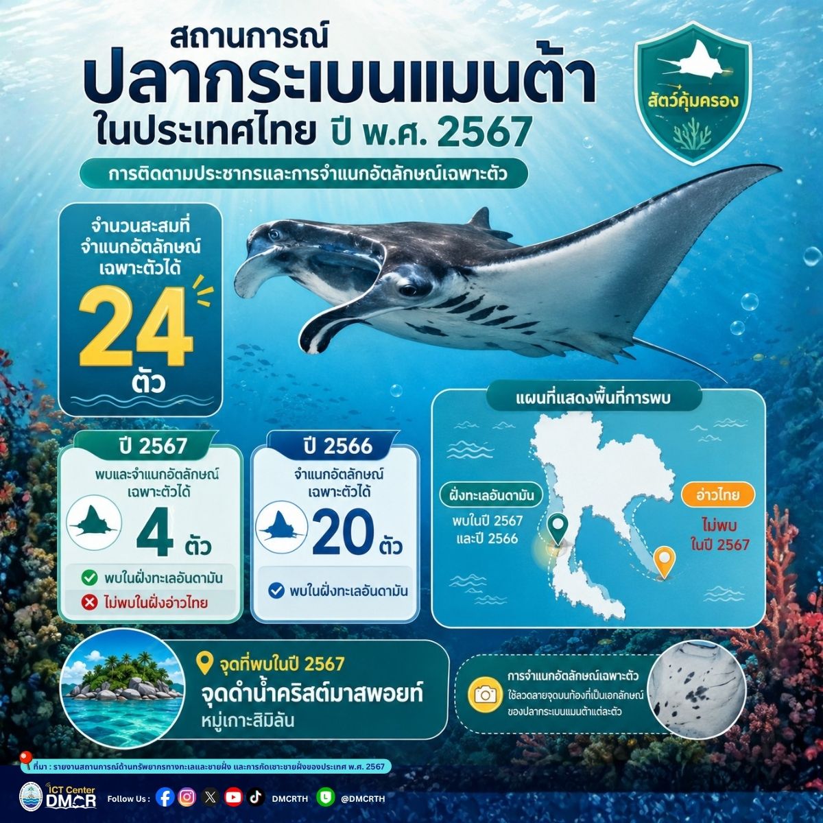 สถิติประชากร "ปลากระเบนแมนต้า" สัตว์คุ้มครองทะเลไทย ปี 2567