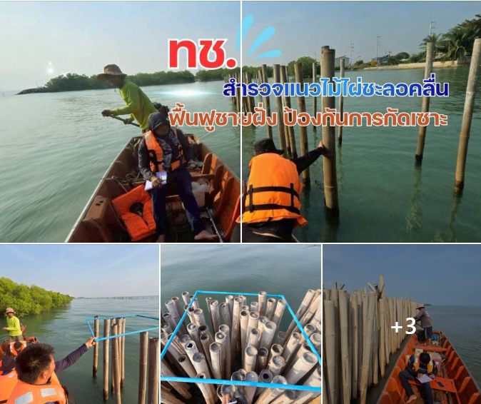 ทช. สำรวจแนวไม้ไผ่ชะลอคลื่นเพชรบุรี กลไกธรรมชาติฟื้นฟูชายฝั่งอย่างยั่งยืน
