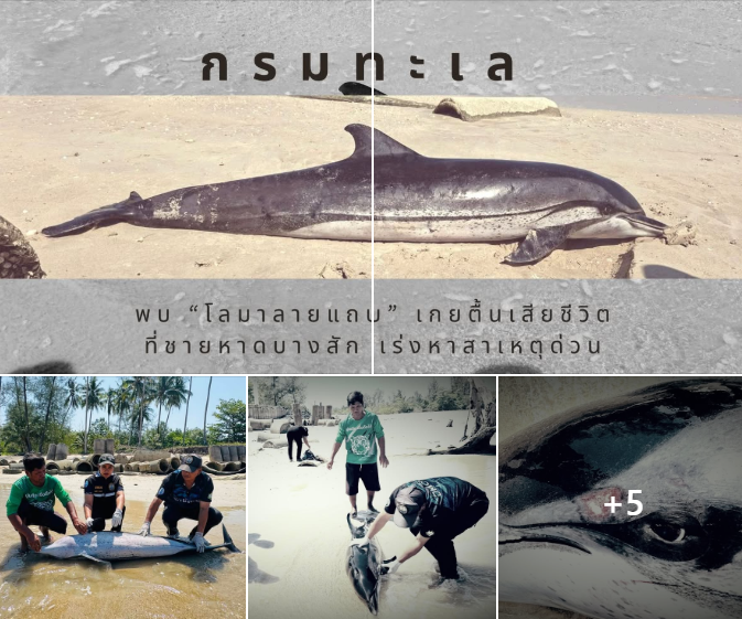 กรมทะเล พบ “โลมาลายแถบ” เกยตื้นเสียชีวิตที่ชายหาดบางสัก เร่งหาสาเหตุด่วน