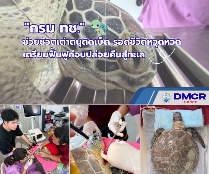ทช. ช่วยชีวิตเต่าตนุติดเบ็ด รอดชีวิตหวุดหวิด เตรียมฟื้นฟูก่อนปล่อยคืนสู่ทะเล