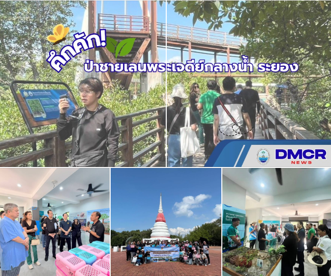 ป่าชายเลนพระเจดีย์กลางน้ำ ระยอง คึกคัก!