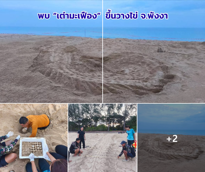 ทช. ตรวจพบ “เต่ามะเฟือง” ขึ้นวางไข่หาดท้ายเหมือง ย้ายไข่ดูแลในพื้นที่ปลอดภัย คาดฟักตัว 55–60 วัน