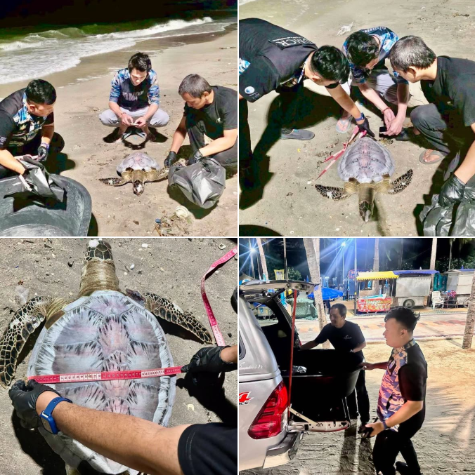 กรมทะเล รุดตรวจสอบซากเต่าตนุหาดวอนนภา ชื่นชมพลังพลเมืองดีแจ้งเหตุเร็วผ่านสายด่วน 1362